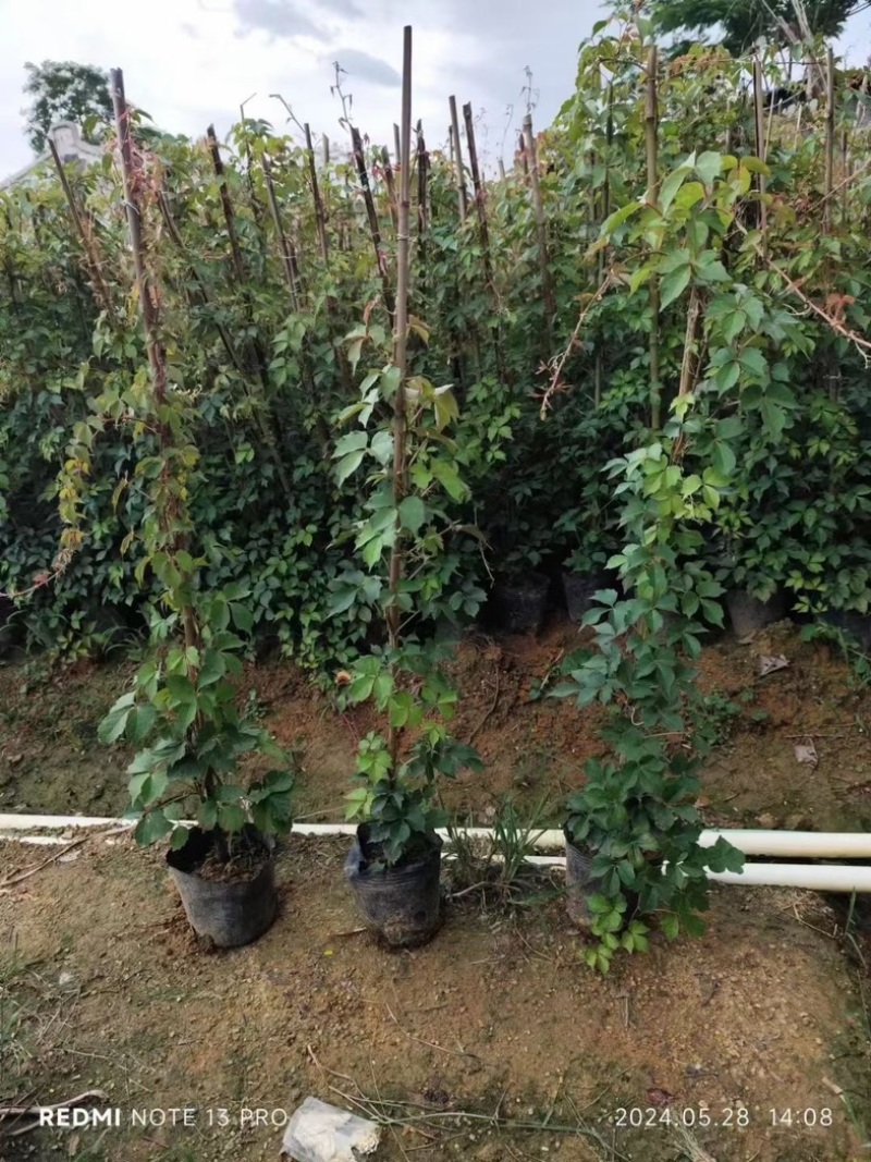 爬山虎80～1米产地直发规格齐全质量保证