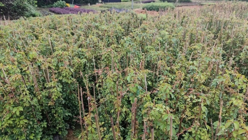 爬山虎80～1米产地直发规格齐全质量保证