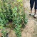 爬山虎80～1米产地直发规格齐全质量保证
