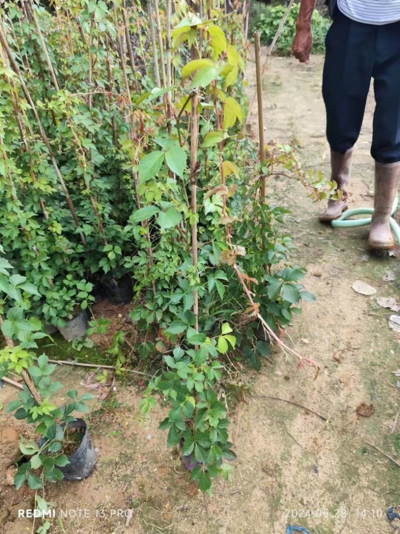 爬山虎80～1米产地直发规格齐全质量保证