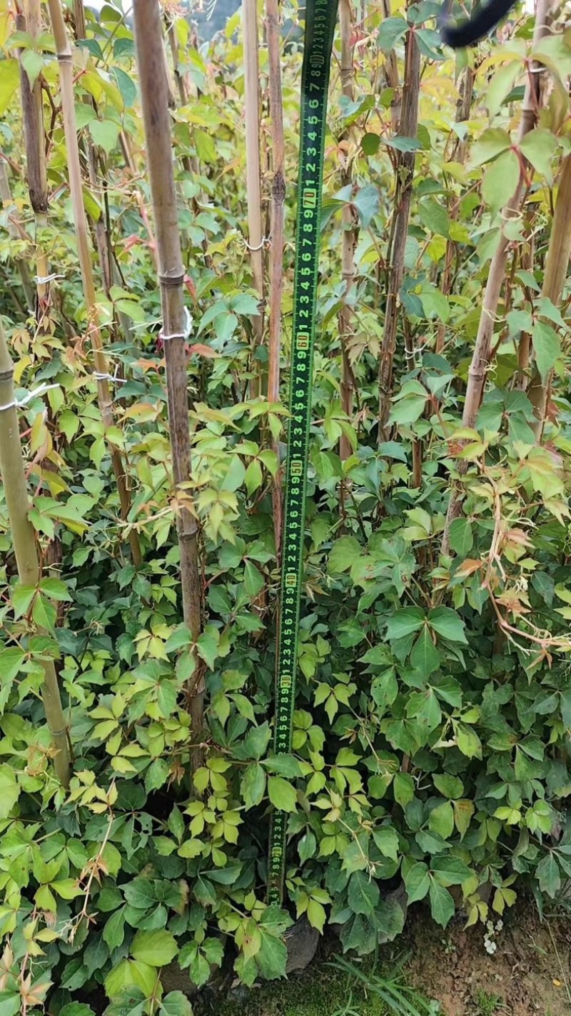 爬山虎80～1米产地直发规格齐全质量保证