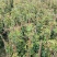 爬山虎80～1米产地直发规格齐全质量保证