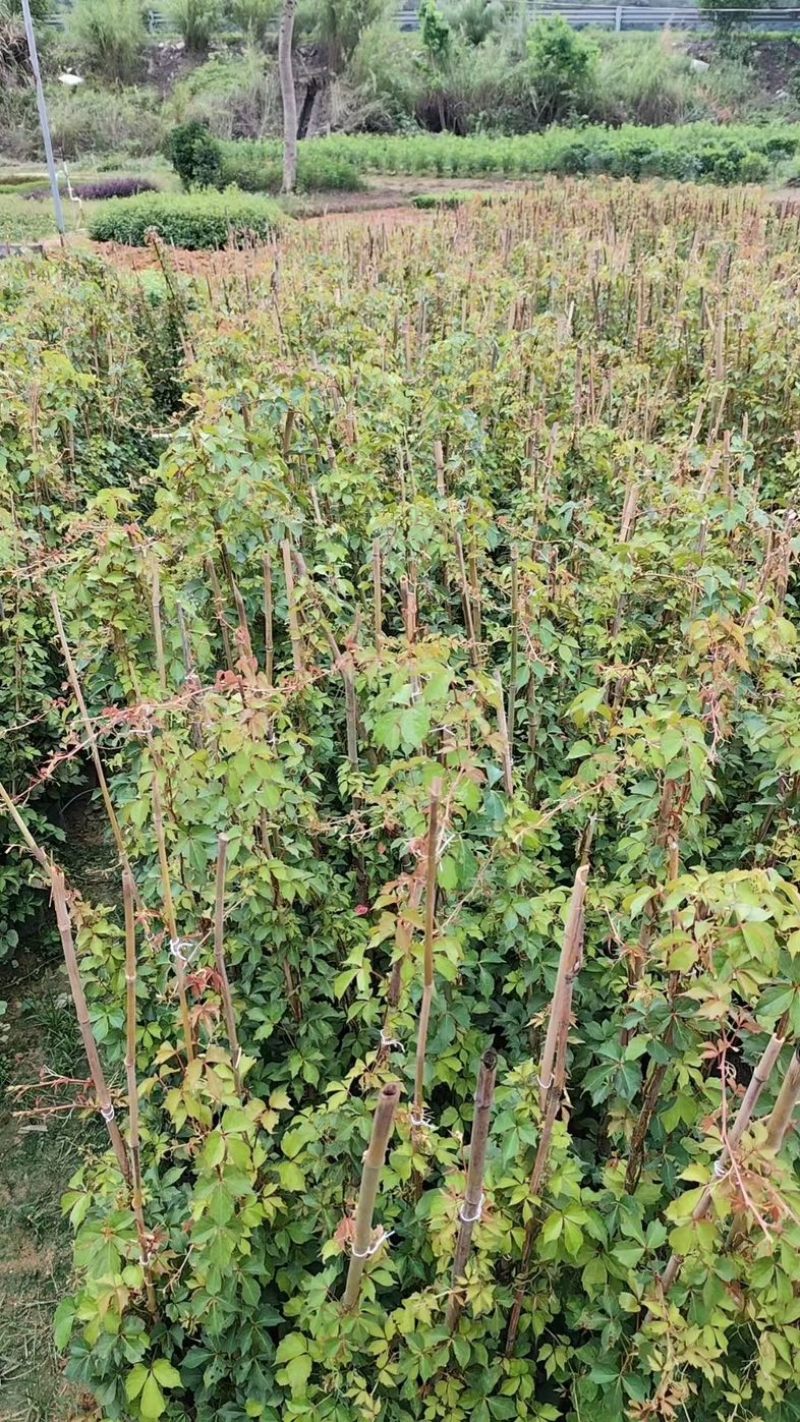 爬山虎80～1米产地直发规格齐全质量保证