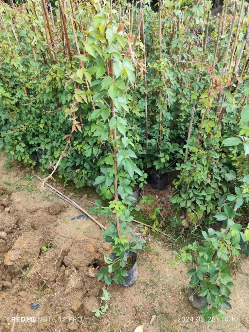 爬山虎80～1米产地直发规格齐全质量保证