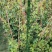 爬山虎80～1米产地直发规格齐全质量保证