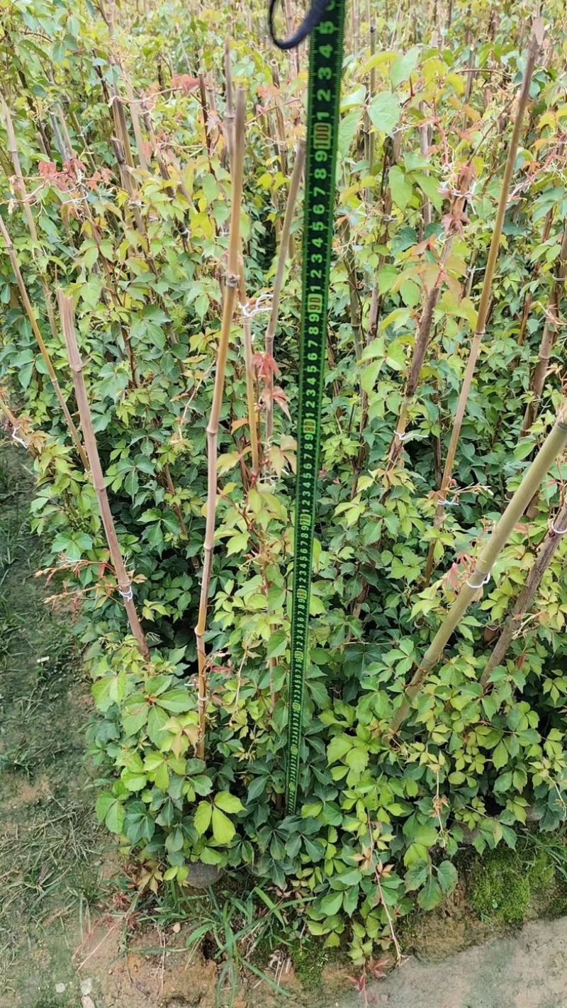 爬山虎80～1米产地直发规格齐全质量保证