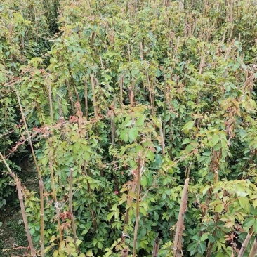 爬山虎80～1米产地直发规格齐全质量保证