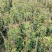 爬山虎80～1米产地直发规格齐全质量保证
