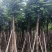 光杆麻楝8～15公分产地直发规格齐全质量保证
