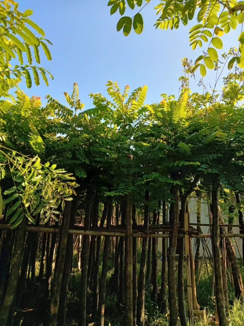 光杆麻楝8～15公分产地直发规格齐全质量保证