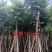 光杆麻楝8～15公分产地直发规格齐全质量保证
