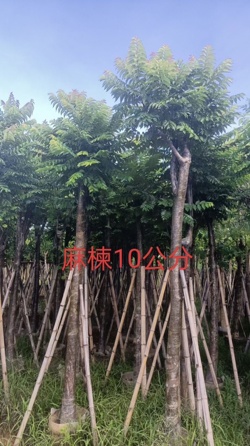 光杆麻楝8～15公分产地直发规格齐全质量保证