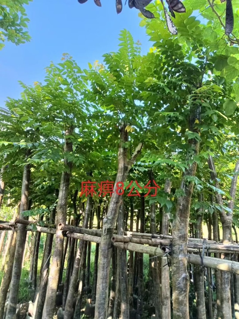 光杆麻楝8～15公分产地直发规格齐全质量保证