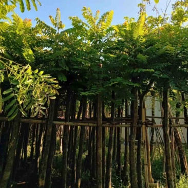 光杆麻楝8～15公分产地直发规格齐全质量保证