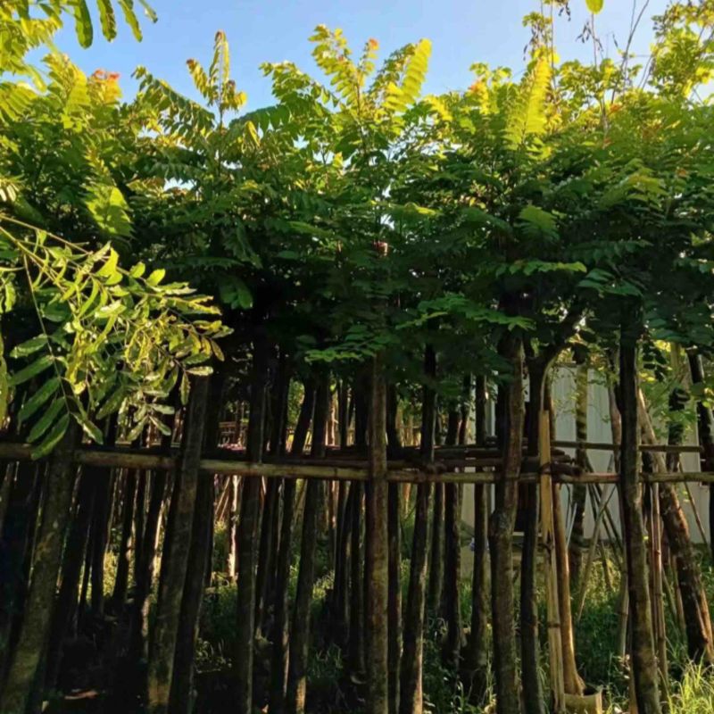 光杆麻楝8～15公分产地直发规格齐全质量保证