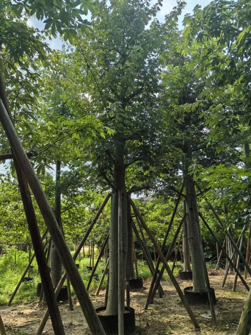 大腹木棉30～60公分产地直发规格齐全质量保证