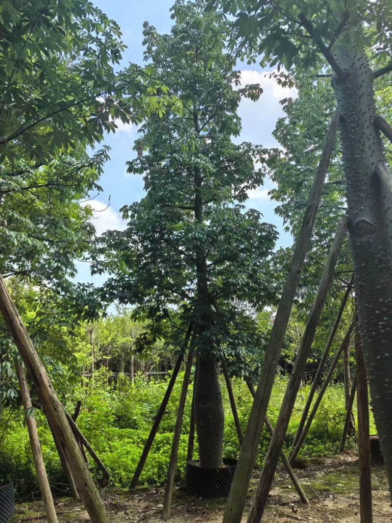 大腹木棉30～60公分产地直发规格齐全质量保证