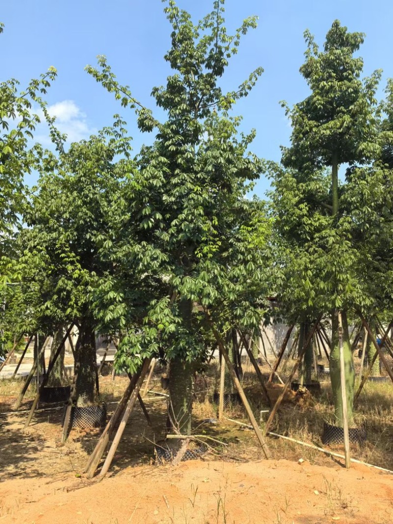 大腹木棉30～60公分产地直发规格齐全质量保证