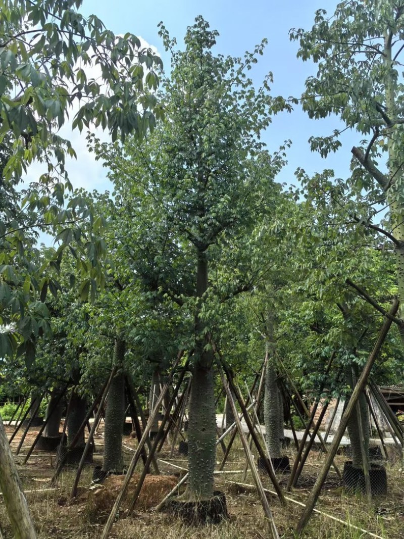 大腹木棉30～60公分产地直发规格齐全质量保证