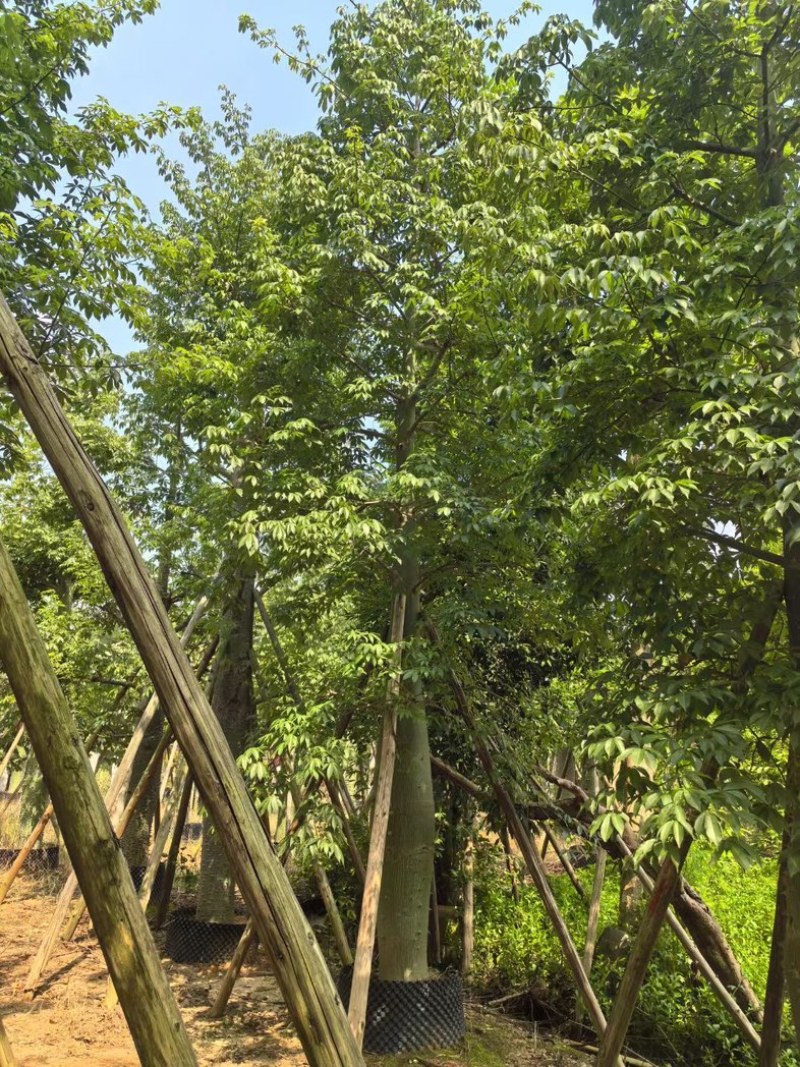 大腹木棉30～60公分产地直发规格齐全质量保证