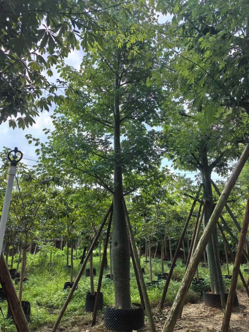 大腹木棉30～60公分产地直发规格齐全质量保证
