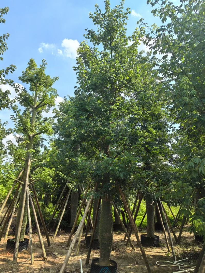 大腹木棉30～60公分产地直发规格齐全质量保证