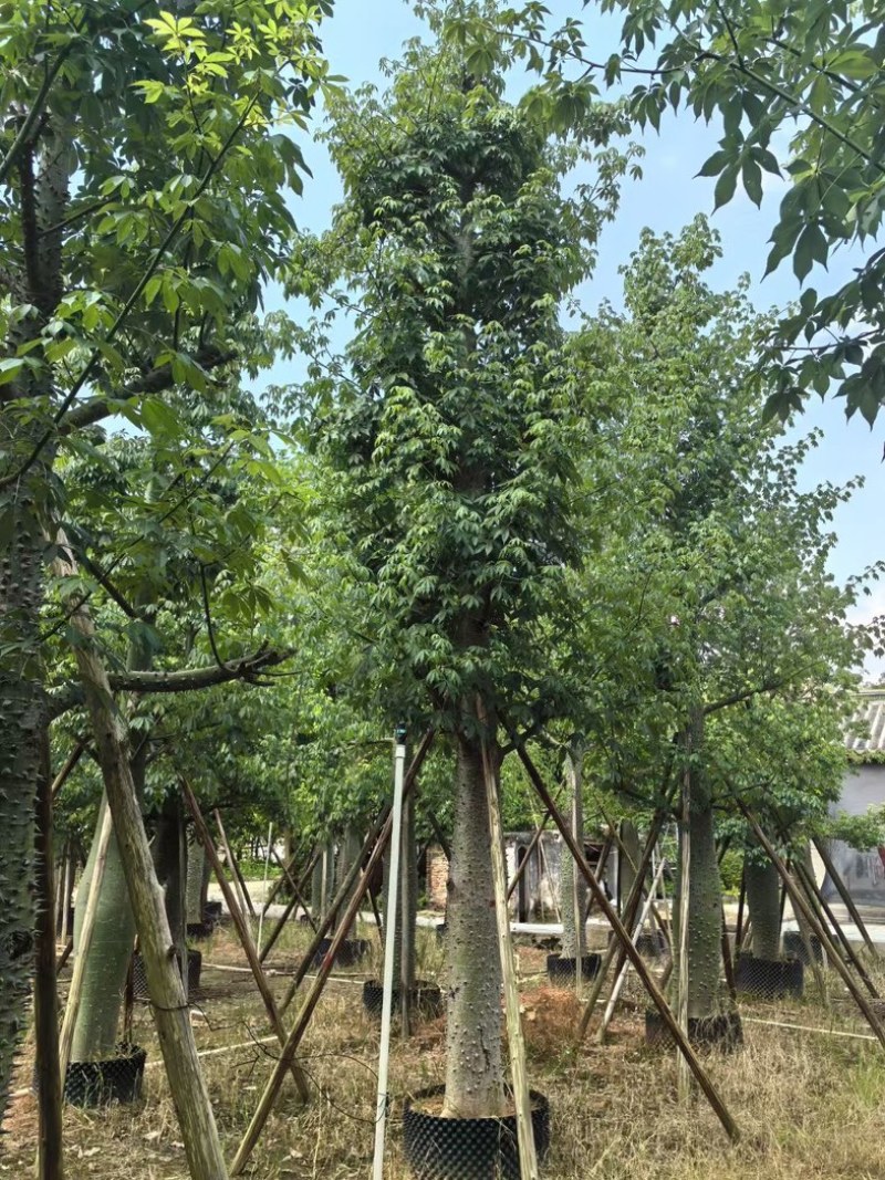 大腹木棉30～60公分产地直发规格齐全质量保证