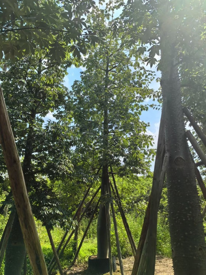 大腹木棉30～60公分产地直发规格齐全质量保证