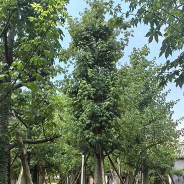 大腹木棉30～60公分产地直发规格齐全质量保证