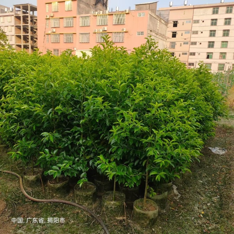 铁冬青万紫千红1米至2米产地直发规格齐全质量保证