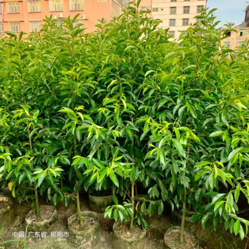 铁冬青万紫千红1米至2米产地直发规格齐全质量保证