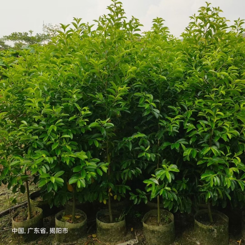 铁冬青万紫千红1米至2米产地直发规格齐全质量保证