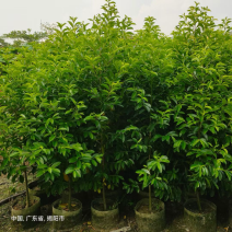铁冬青万紫千红1米至2米产地直发规格齐全质量保证