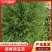 新鲜河北豌豆苗，当地产地直供，品质保证，快来选购！