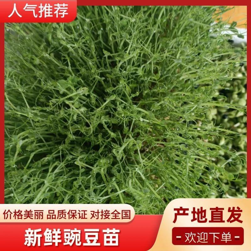 新鲜河北豌豆苗，当地产地直供，品质保证，快来选购！