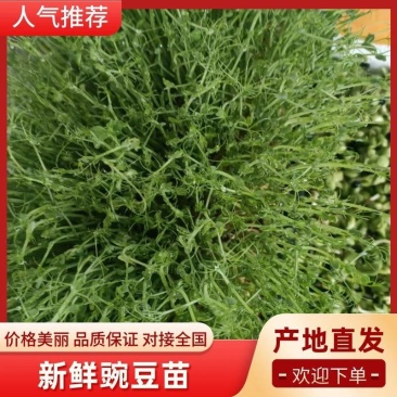 豌豆苗产地直发一手货源，品质保障，价格优惠