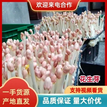 花生芽产地直发，一手货源，品质保障