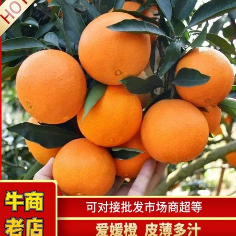 爱媛果冻橙个大皮簿，口感香甜多汁化渣产地直发一手货源现定