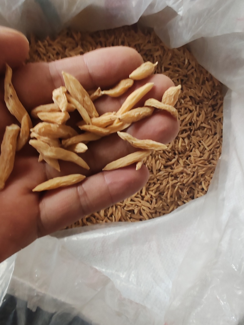 干货通货，麦冬