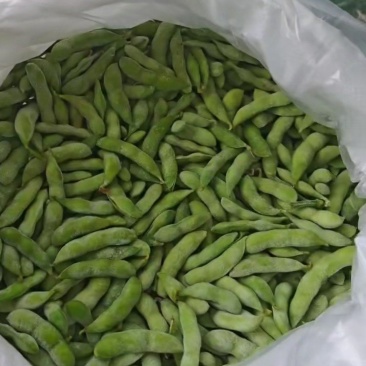 毛豆熟毛豆精品毛豆源头厂家批发质量杠杠的