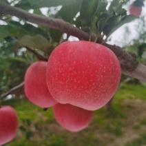 延安苹果洛川产地红嘎啦苹果大量上市，价格优惠一手货源