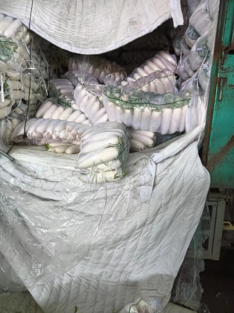 白萝卜河北产区直发对接全国采购商欢迎选购