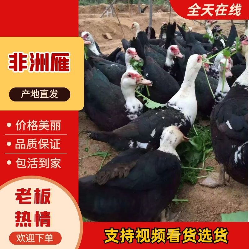 【农家养殖】营养丰富蛋黄坚韧有弹性一手货源不赚差价