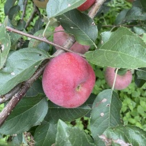 红将军🍎大量上市中