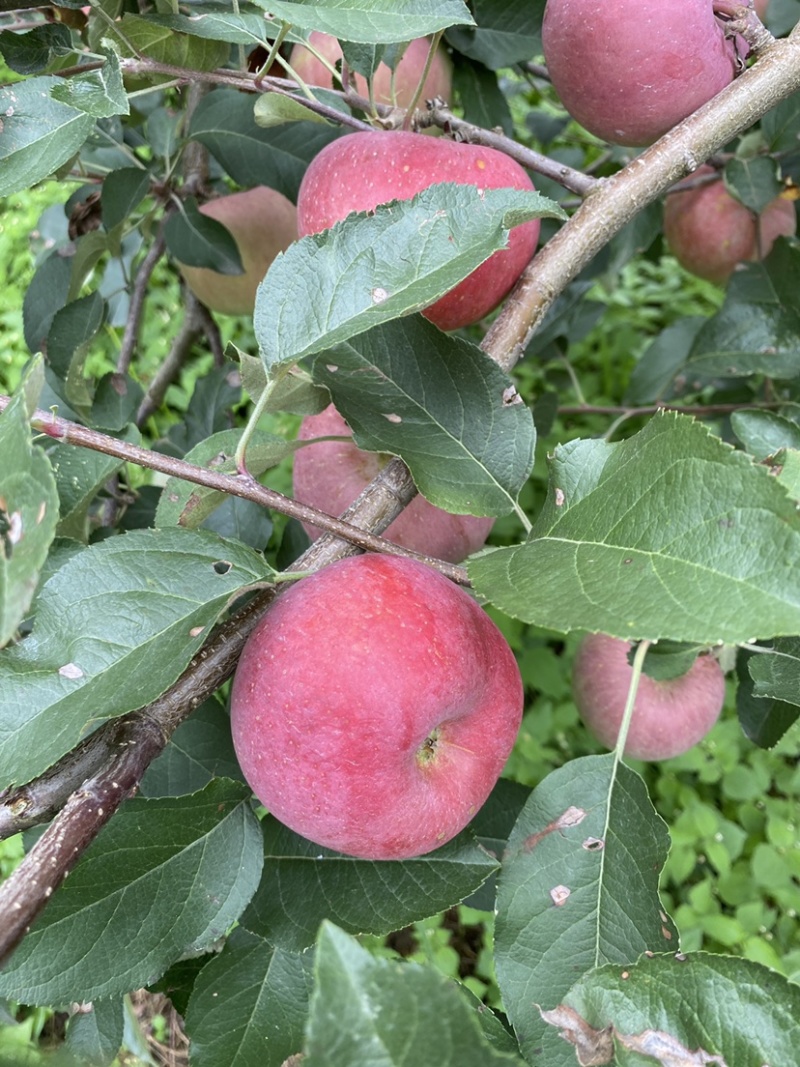 红将军🍎大量上市中