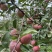 红将军🍎大量上市中