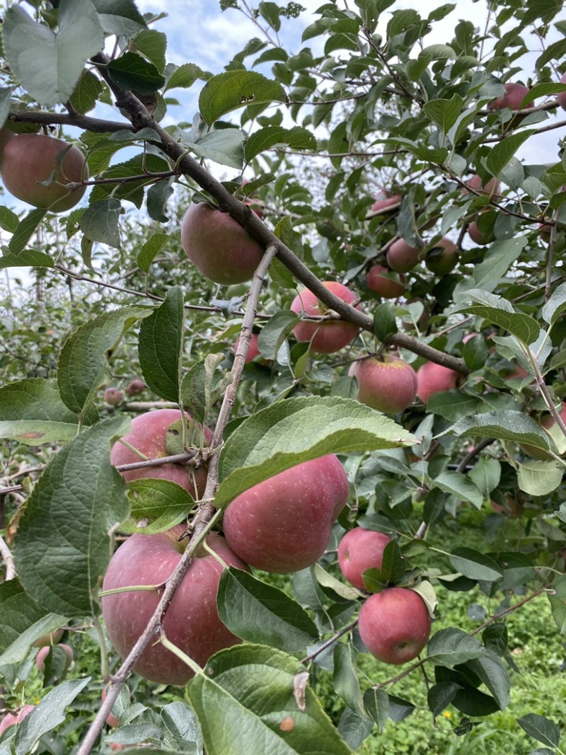 红将军🍎大量上市中