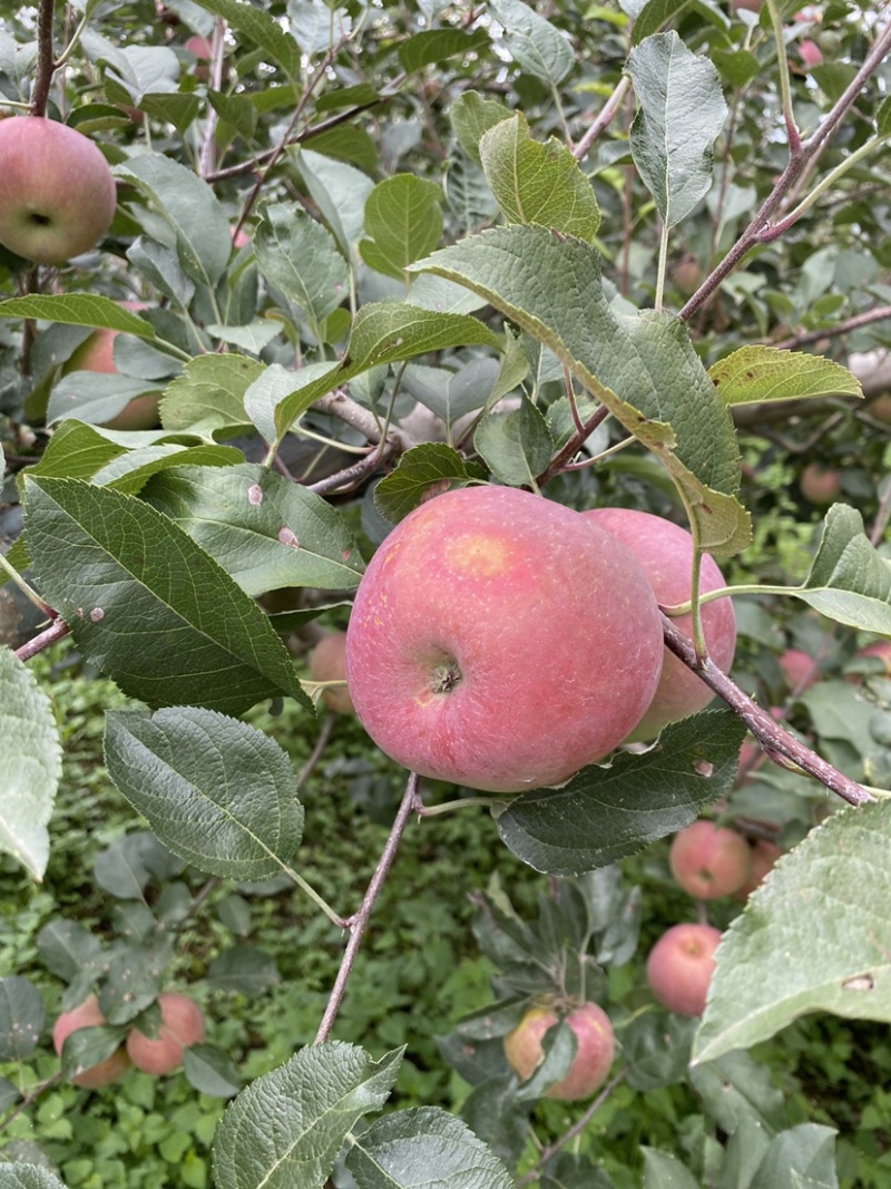 红将军🍎大量上市中
