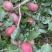 红将军🍎大量上市中
