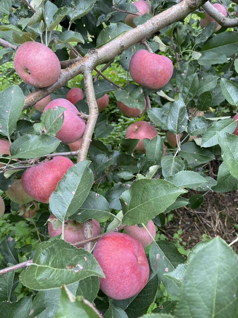 红将军🍎大量上市中